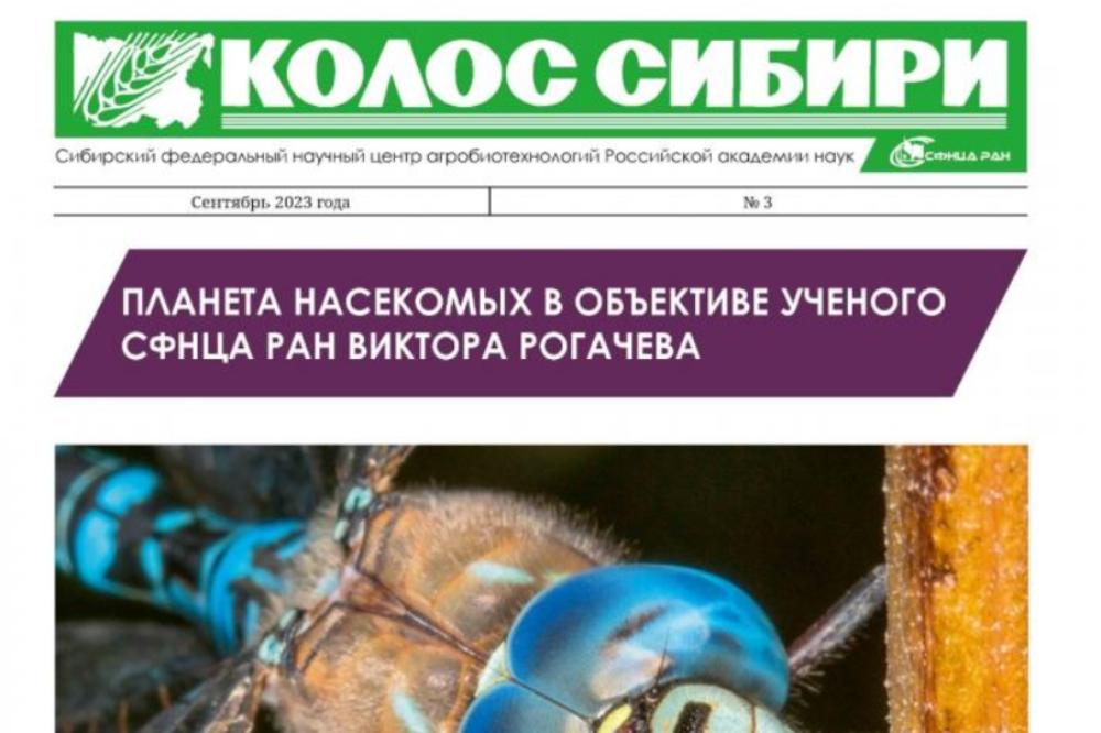 КОЛОС СИБИРИ №3 сентябрь 2023 г.