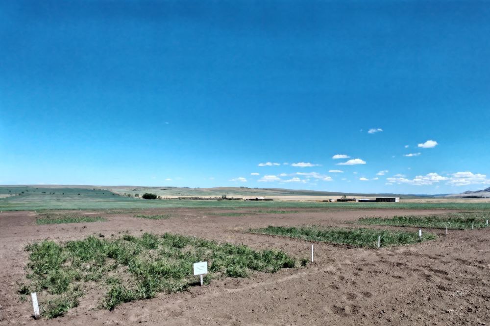 The Commission of the Tuva Research Institute of Agriculture ("TuvNIISKh") has conducted an inspection and acceptance of experimental field plots