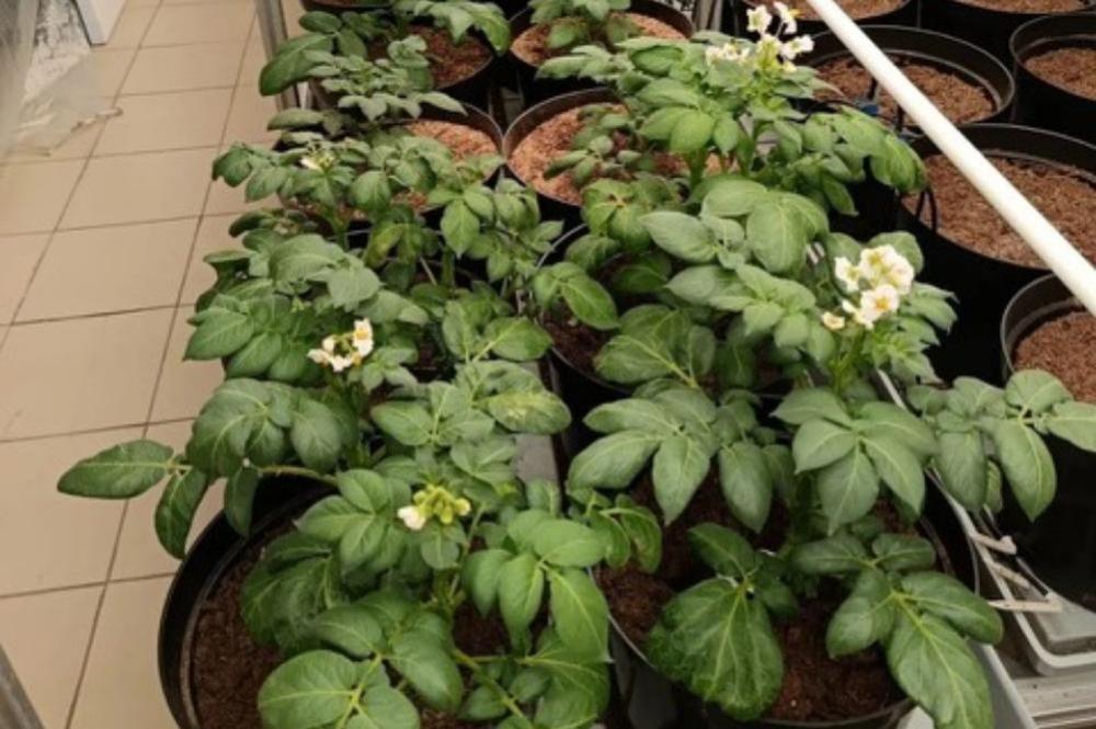 Scientists at the Center carry out research aimed at improving potato cultivation technologies