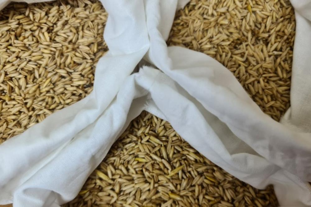 The SFSCA RAS branch grows unique oats in terms of composition