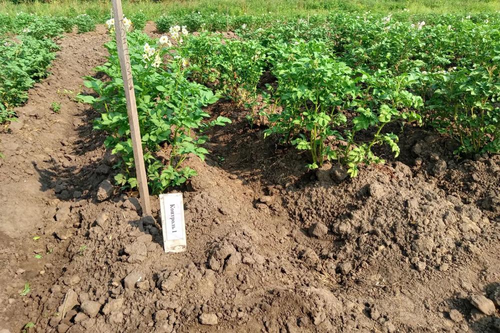 The field trials conducted by the Laboratory for Cereal and Potato Protection have been accepted