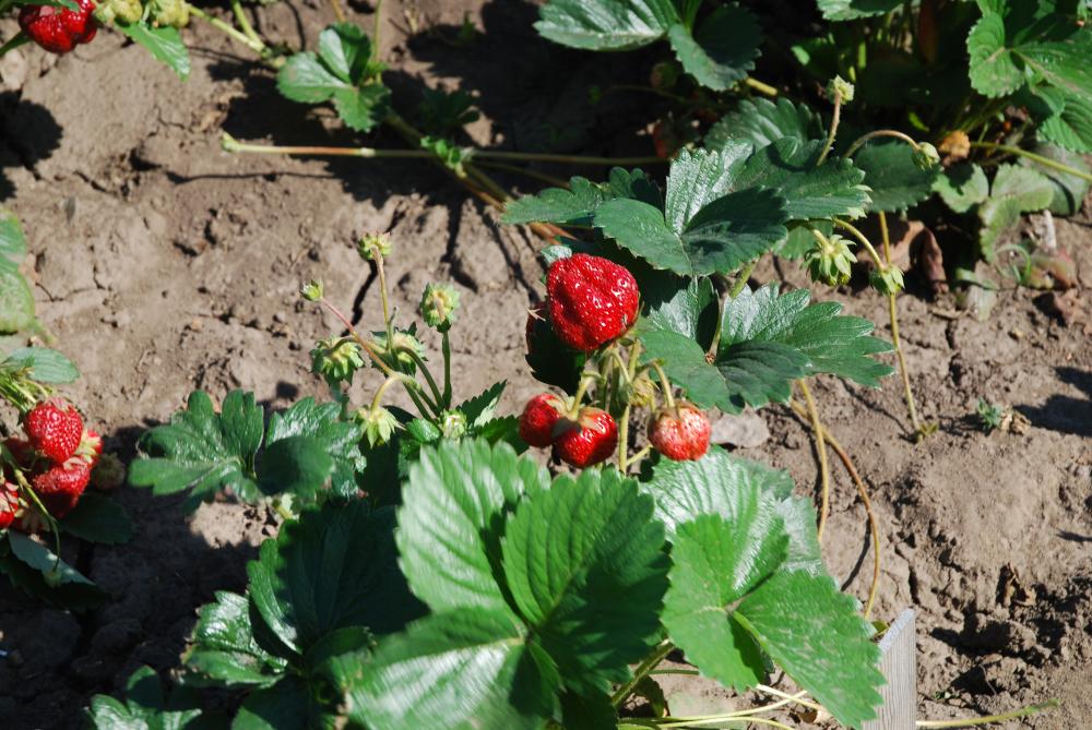 A collection of garden strawberries is being studied at the SFSCA RAS bio-testing ground 