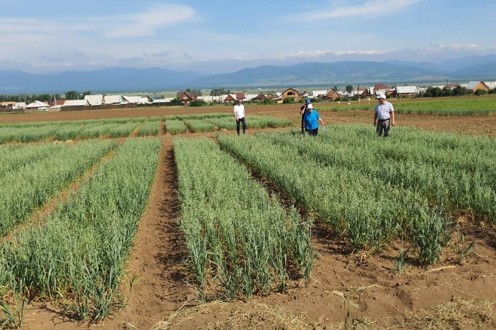 Field and production experiments have been accepted at the Buryat Scientific Institute of Agriculture (NIISKh) 