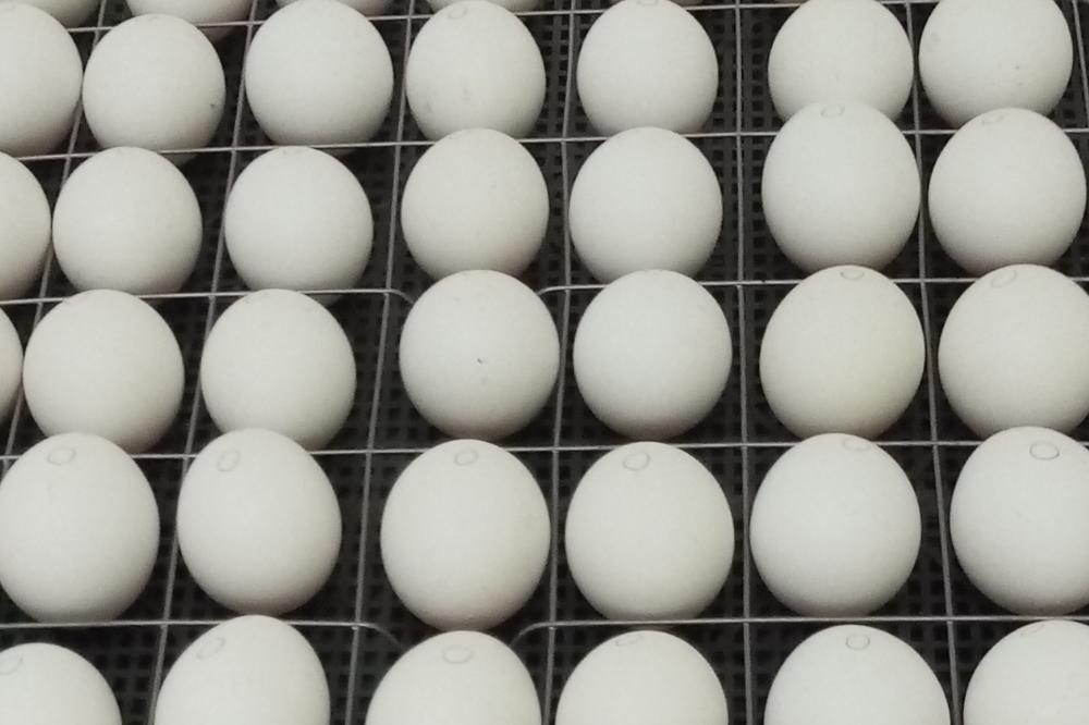 The project to create a method for determining the sex of a bird in an egg embryo is being implemented under the guidance of a scientist from SFSCA RAS.