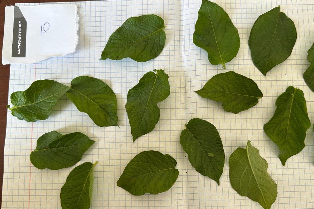 Scientists from the SFSCA RAS conducted research to evaluate the influence of biophysical parameters of plants.