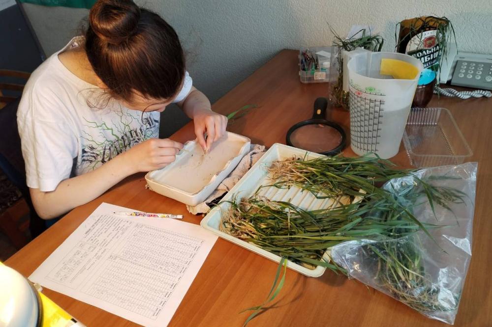 Summer Internship for Schoolchildren: Step by Step into the World of Agronomy
