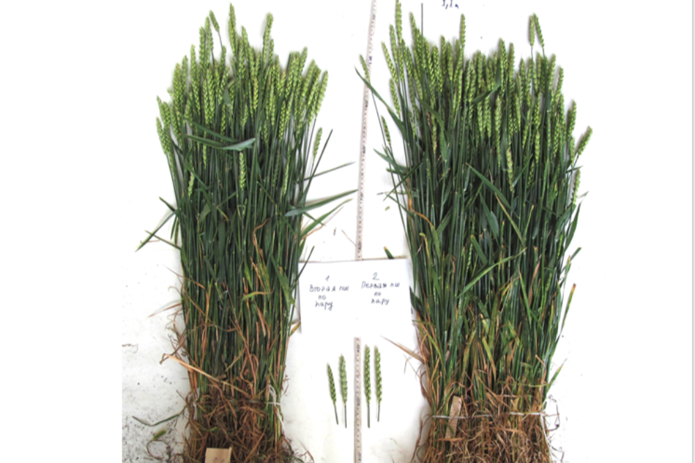 Scientists from the SFSCA RAS have conducted a preliminary assessment of the expected yield of the spring wheat variety *Novosibirskaya 31*