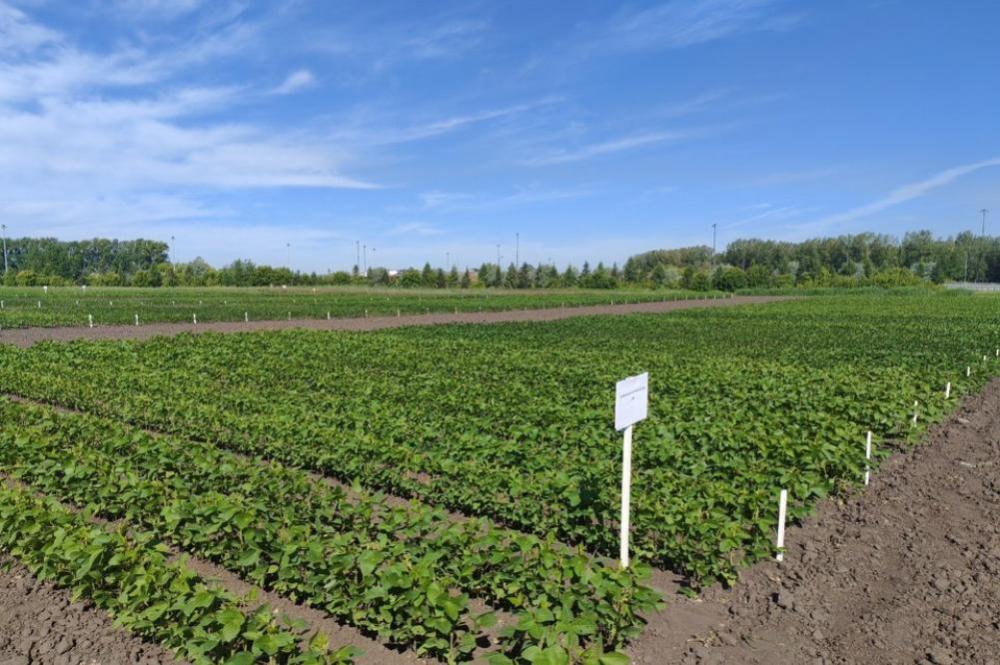 Field trials were accepted at the Tuvan Research Institute of Agriculture – branch of the SFSCA RAS
