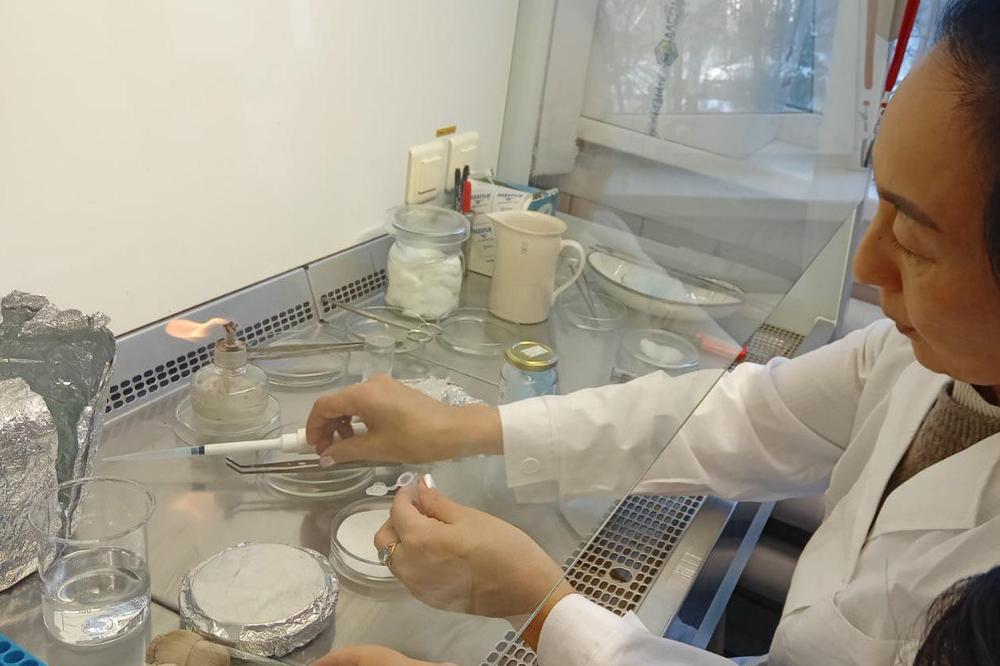 Новые знания про клональное микроразмножение получили ученые СФНЦА РАН