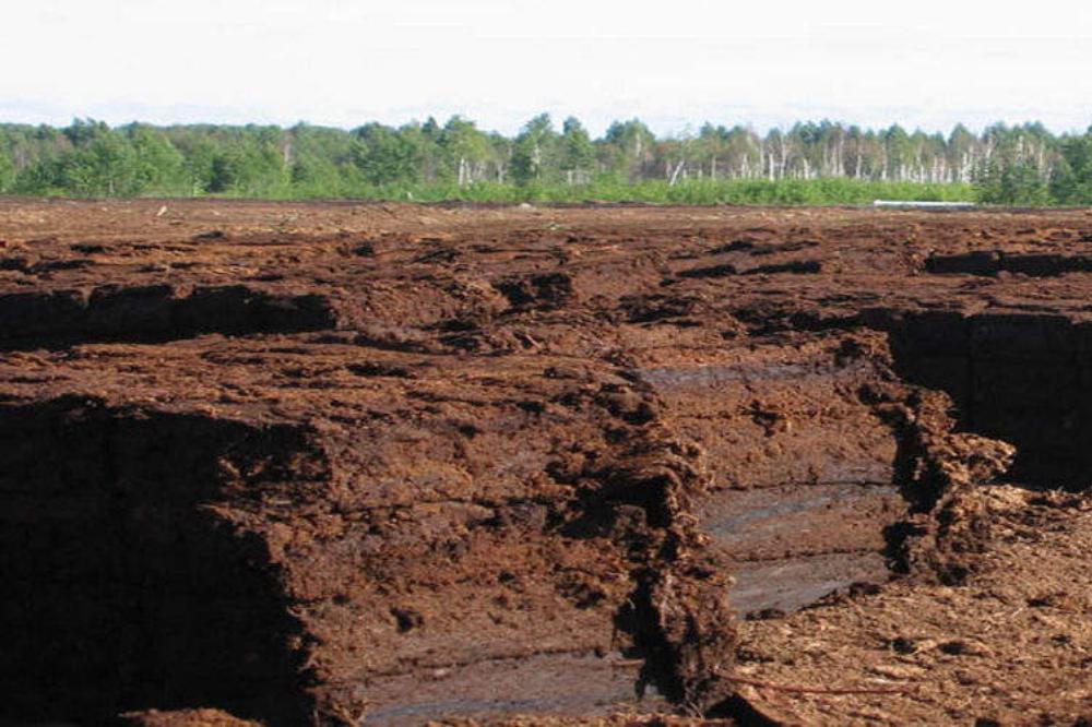 omsk branch of the SFSCA RAS (SibNIISKHiT) is studying bog ecosystems and deep peat processing.