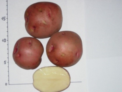КУЗНЕЧАНКА