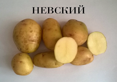 НЕВСКИЙ